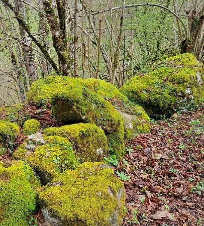 El Bosque Encantado